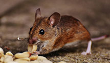 24 Hour & Emergency Exterminators in Indian Beach, NC
